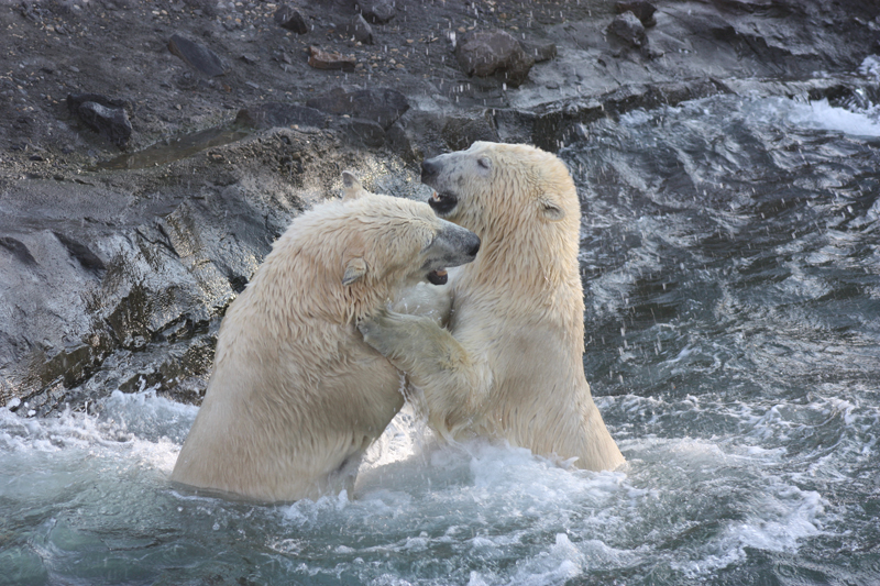 Eisbären Nanuq und Sprinter