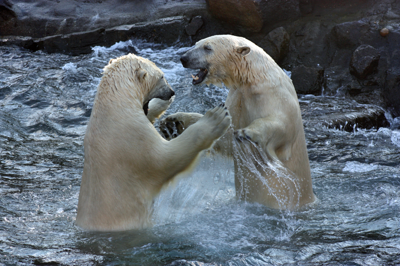 Eisbären Nanuq und Sprinter