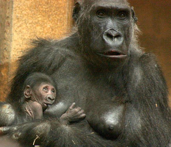 Gorillababy mit Mutter Kathi (Foto: Zoo Hannover)