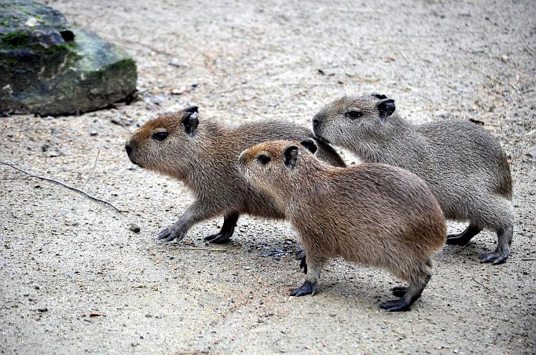 Drei kleine Schweinchen im Zoo Hannover