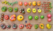 Tomatenvielfalt (Foto: BUND Hannover)