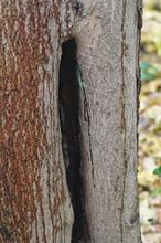 Hier wohnen Fledermäuse (Foto 2)