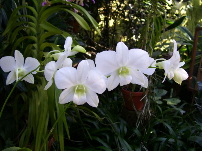 Orchideenhaus im Berggarten