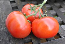 Tomaten aus dem eigenen Garten?