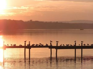 Abendstimmung am Steinhuder Meer (Foto: Florian Toffel)