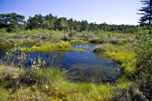 Moor am Steinhuder Meer (Foto: Christian Stahl)
