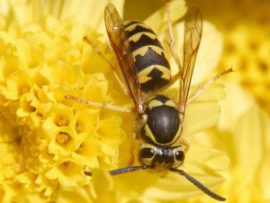 Wespe (Quelle: wikipedia.de)