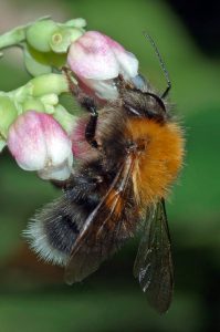 Baumhummel (Bombus hypnorum) (Bild: André Karwath aka Aka, Bombus hypnorum male - side (aka), CC BY-SA 2.5)