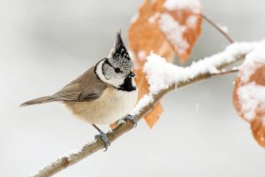 Stunde der Wintervögel: Haubenmeise