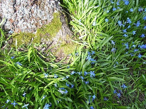 blog 2010-04-02trampel