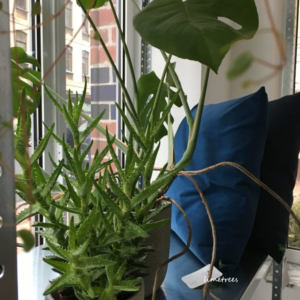 monstera