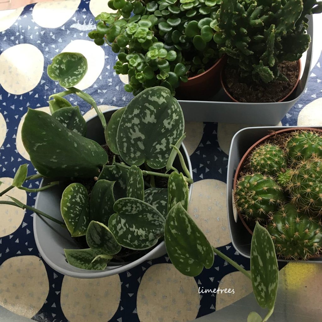 kaktus und co