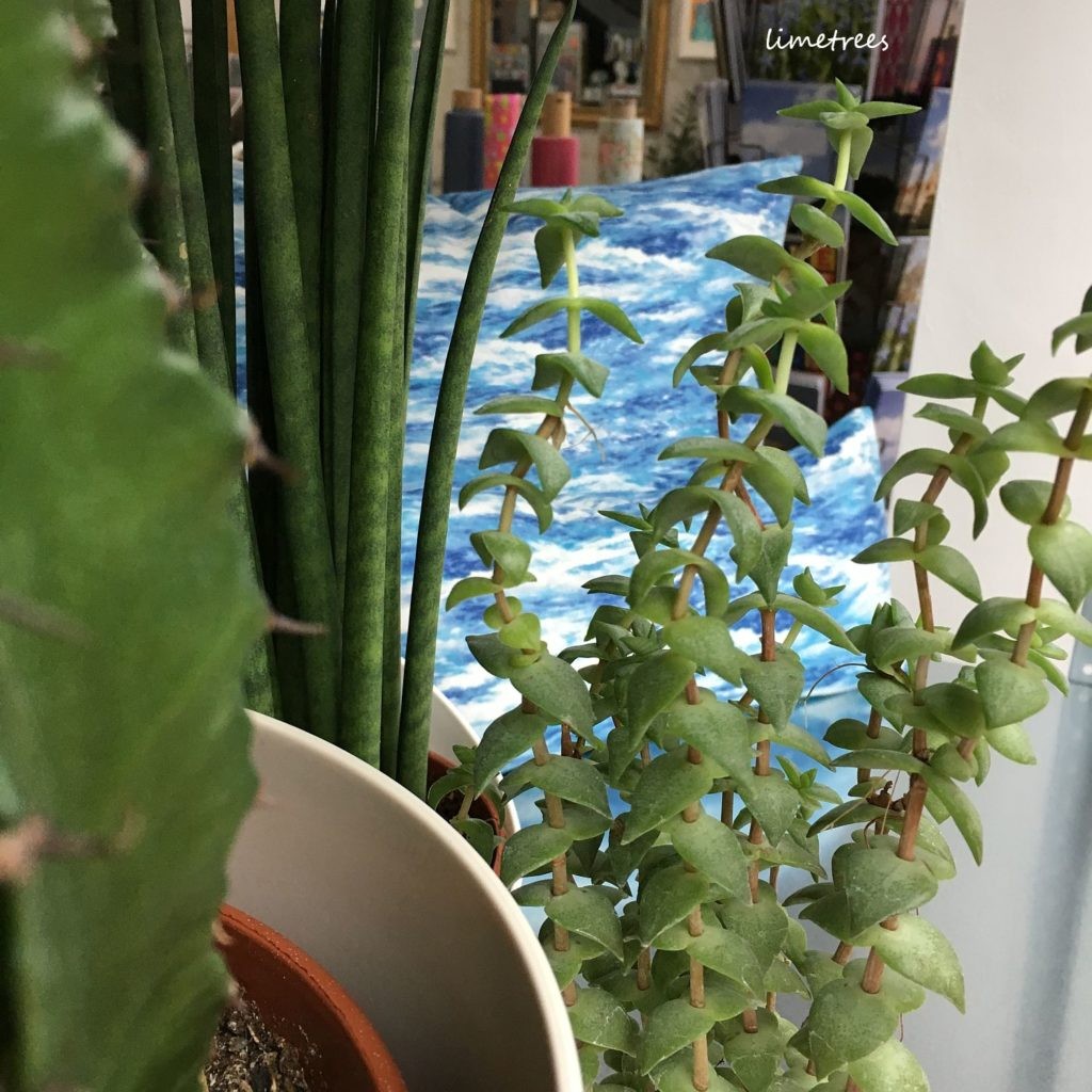 urbanjungle