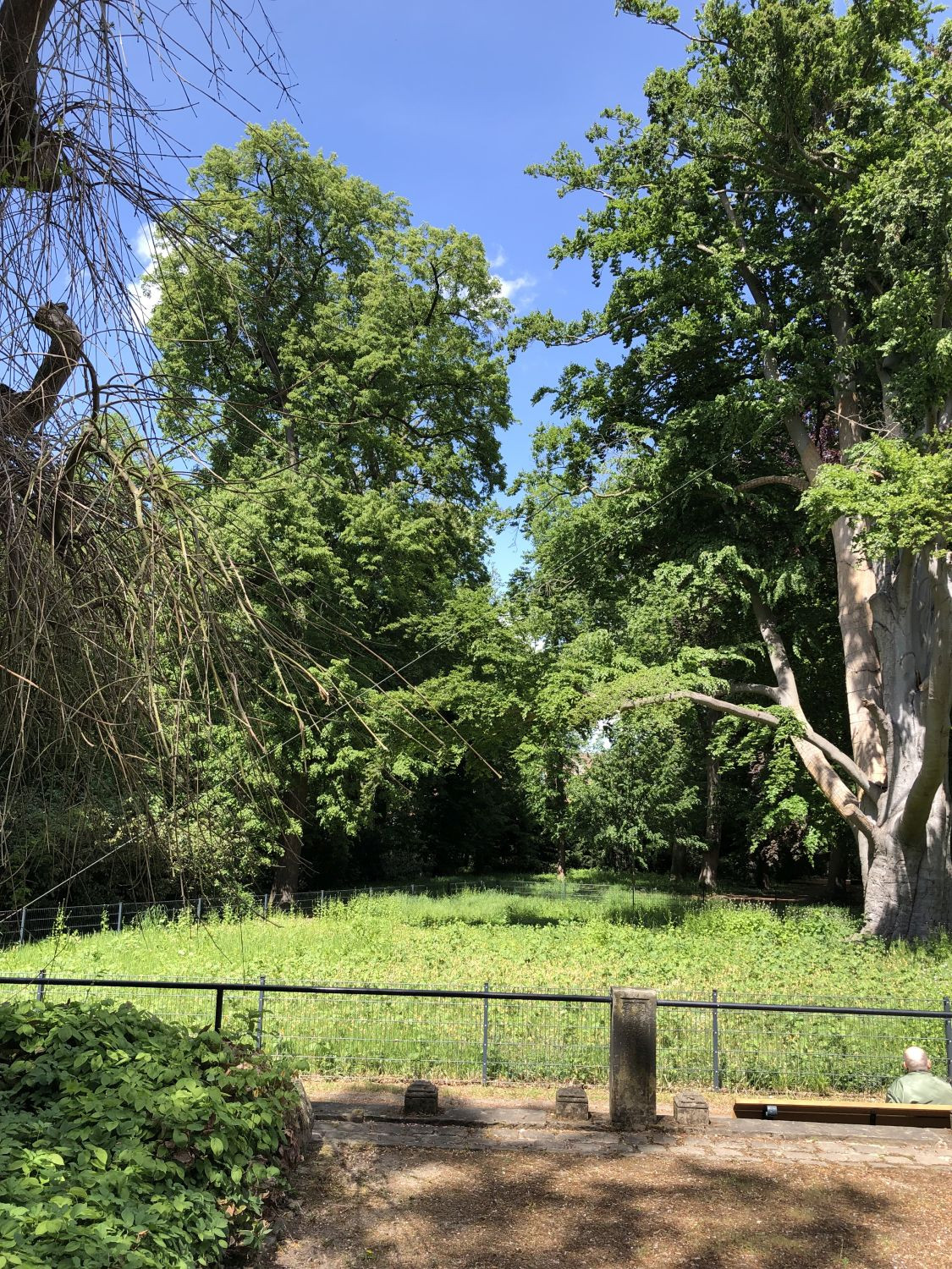 große Bäume im von Alten Garten Hannover