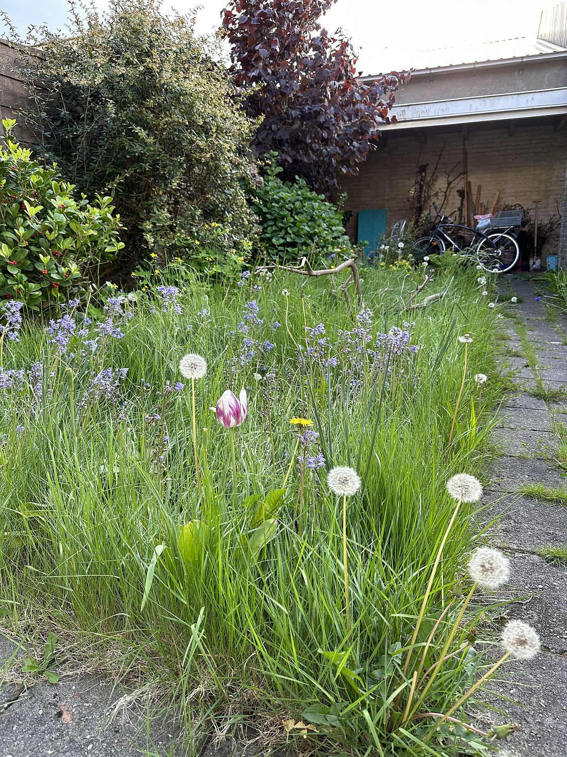 Unkraut im Garten