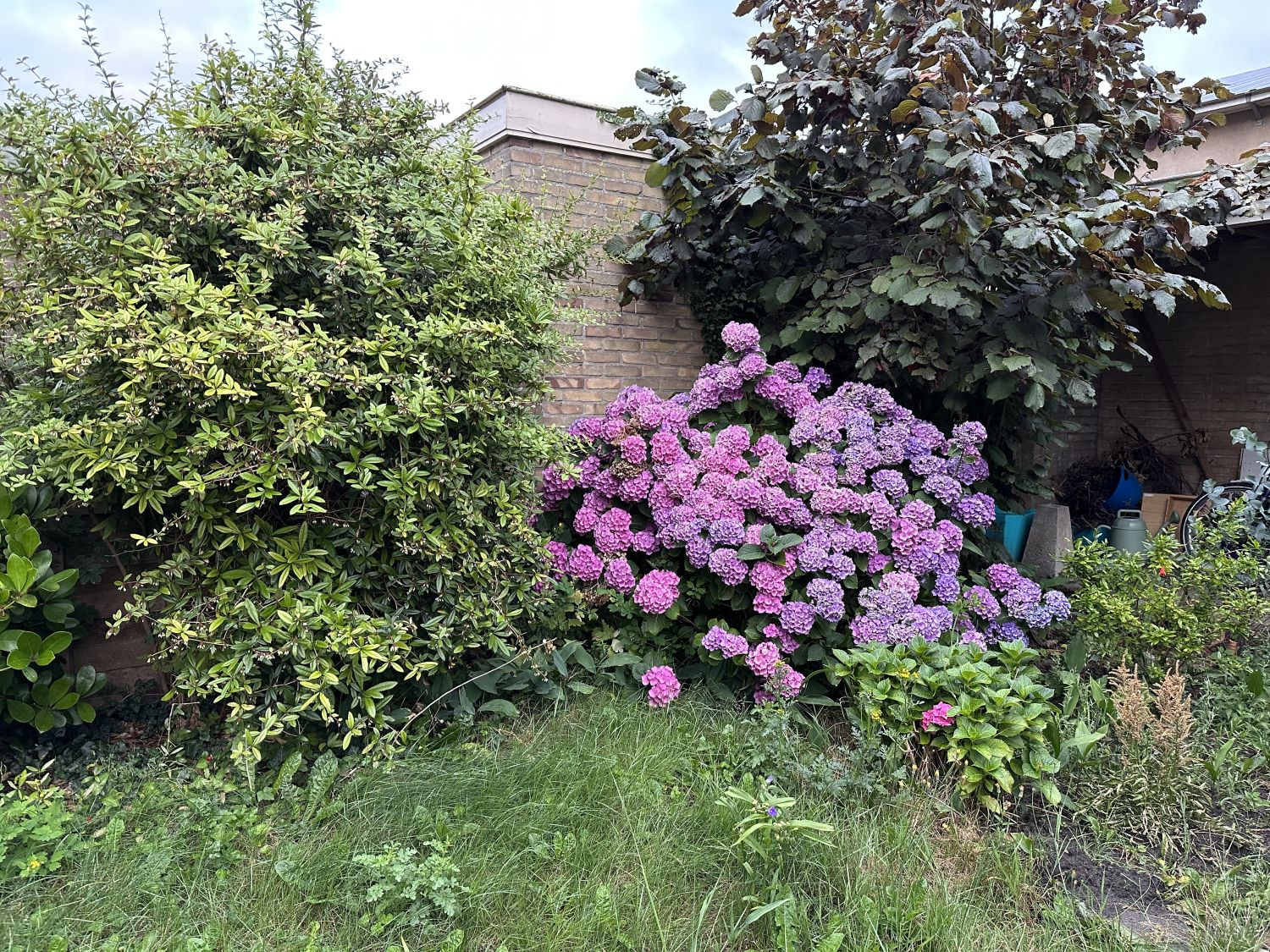 Hortensien im Garten