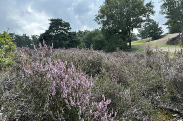 Heide Brabantse Wal