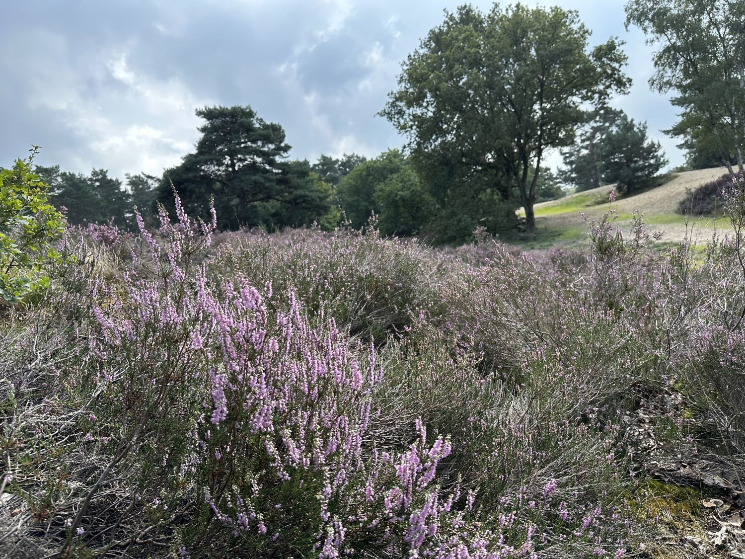 Heide Brabantse Wal