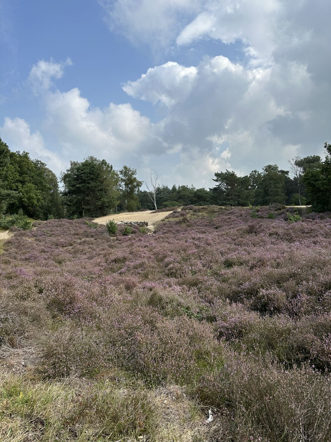 visit Brabant Heide