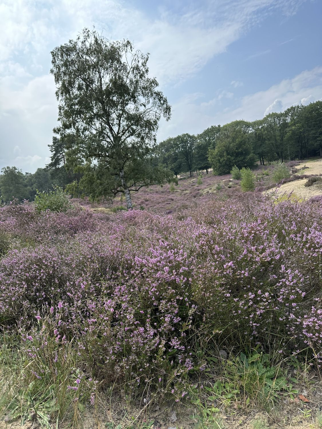 Brabantse Wal Heide Bergen op Zoom