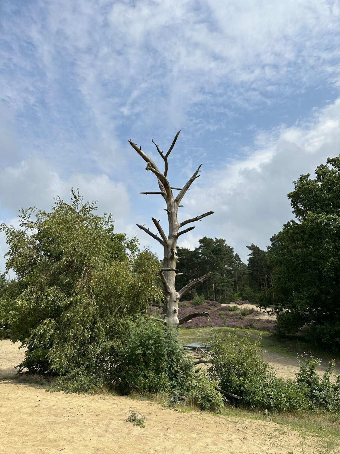 Ausflug in die Heide und zum Brabantse Wal