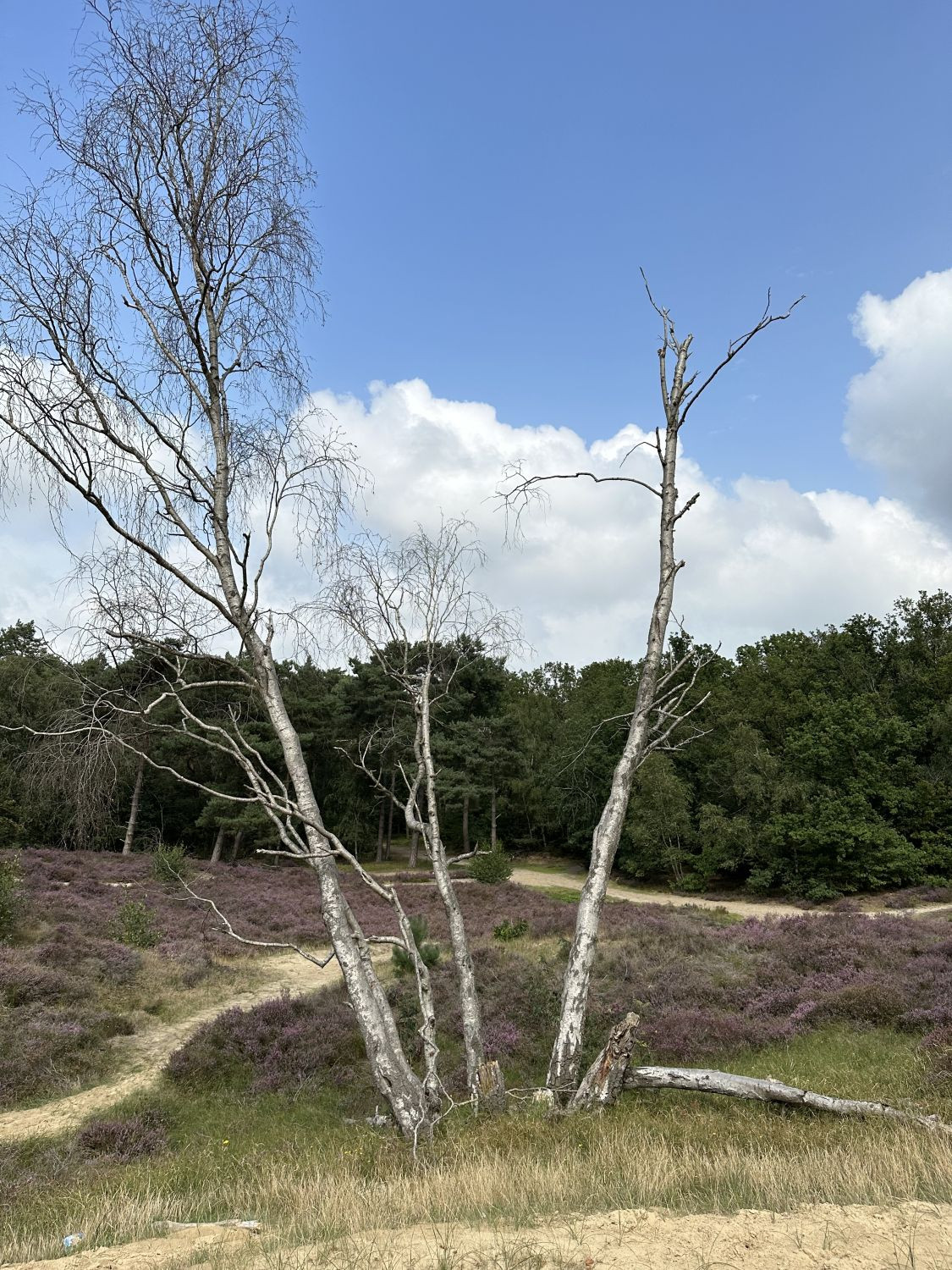 Ausflug in die Heide