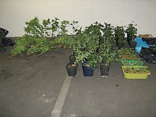 12082008btm_pflanzen_2
