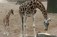 giraffe