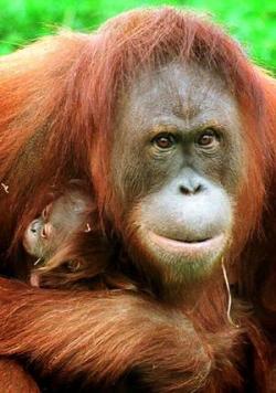 orang-utan-dana