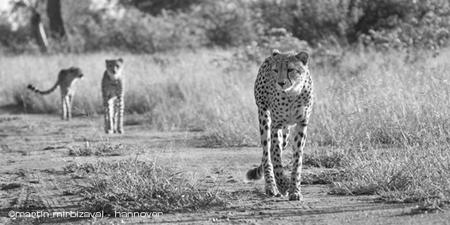 South African Wildlife