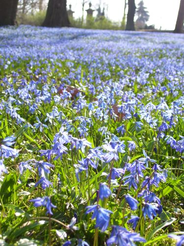 Scilla Scilla