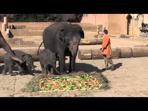 Elefantentaufe &quot;Amithi&quot; im Erlebnis-Zoo Hannover