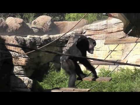 Kibongo, die neue Themenwelt für Menschenaffen im Erlebnis-Zoo Hannover