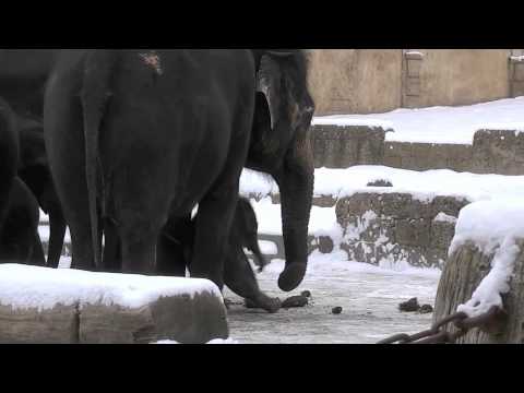 5 Elefantenbabys im Schnee