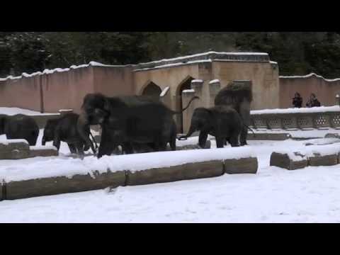 Elefanten im Schnee!