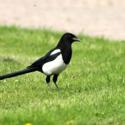 Elstern sind intelligent, sie können sich selbst im Spiegel erkennen. (Foto: Fotonatur)