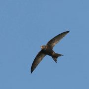 Sie schlafen sogar beim Fliegen: Mauersegler verbringen fast ihr ganzes Leben in der Luft (Foto: Fotonatur)