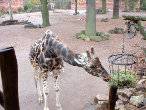 Giraffe im Zoo Hannover