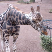 Girafe im Zoo Hannover