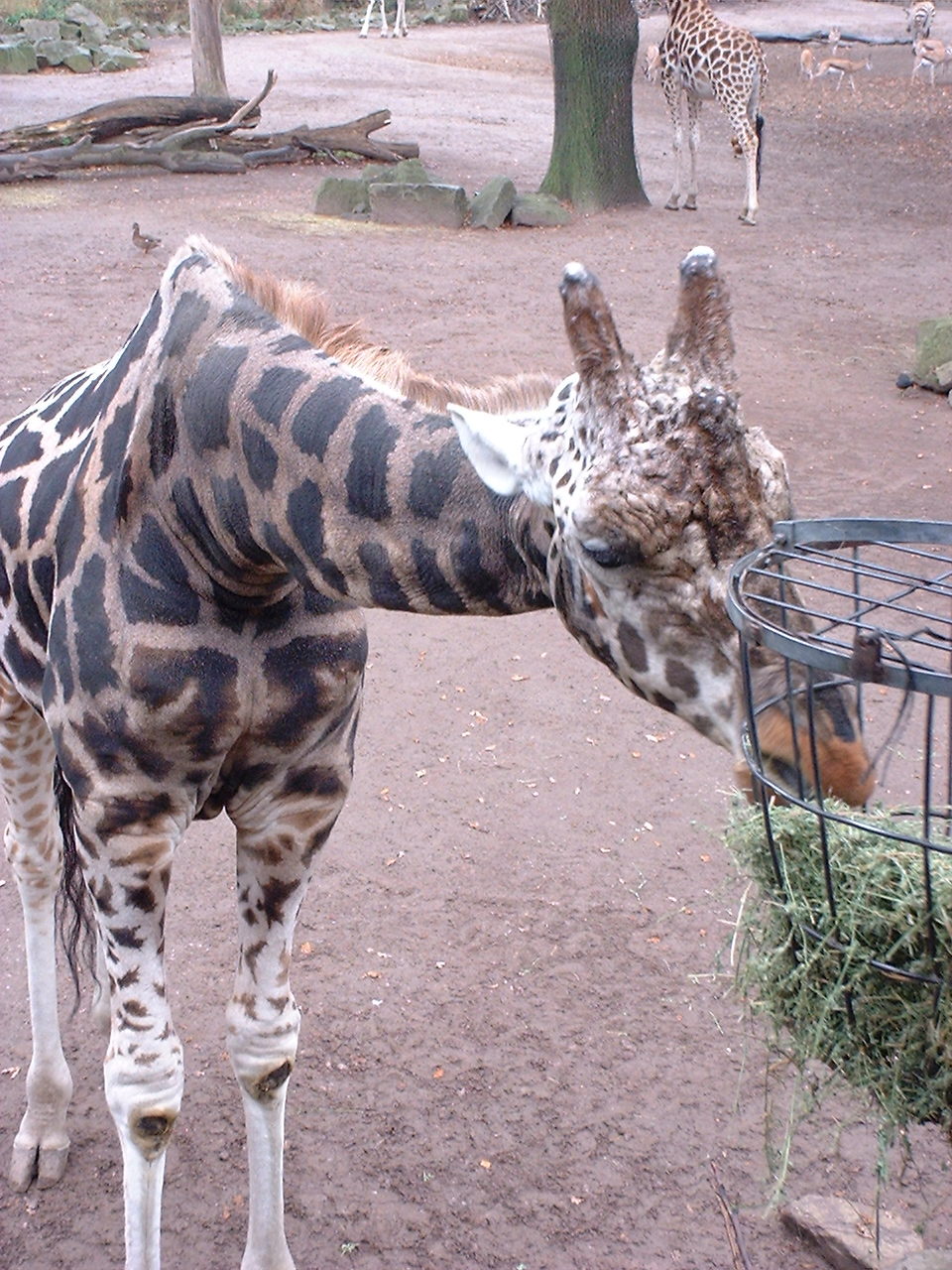 Girafe im Zoo Hannover