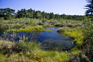 Totes Moor im Nordosten des Steinhuder Meeres