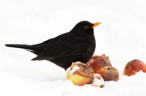 Amsel an Fallobst