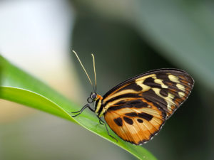 Schmetterling im Berggarten