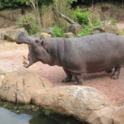 Nilpferd im Zoo Hannover