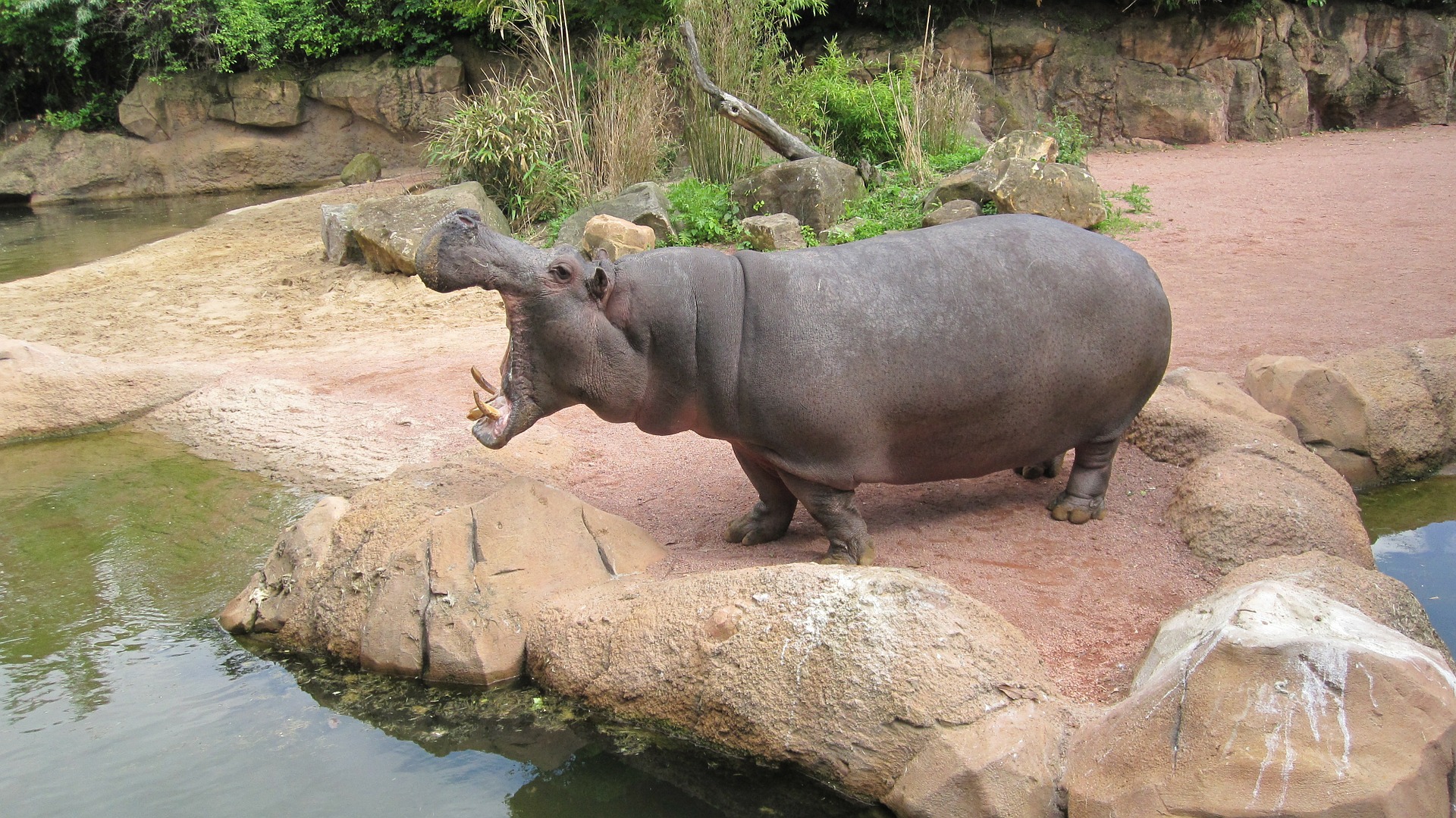 Nilpferd im Zoo Hannover