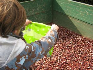 Kastanien sammeln für die Winterfütterung