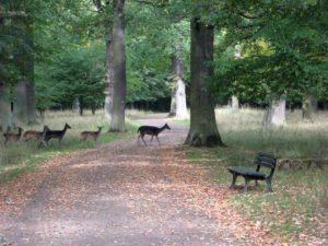 Rehe im Tiergarten