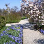 Frühlingsblüte