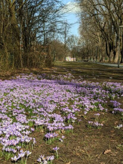 Krokusblüte in Vahrenheide