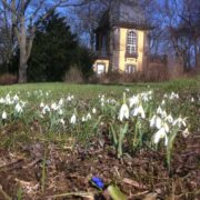 Schneeglöckchen auf dem Lindener Bergfriedhof